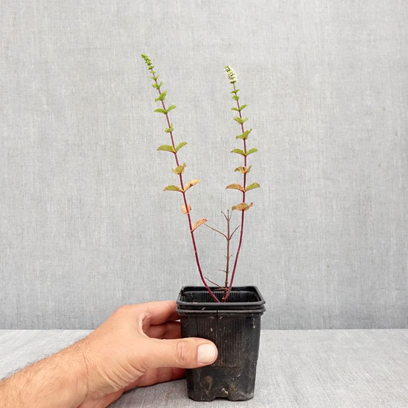 Amostra de Hortelã espanhola plantas jovens biológicas Vaso de 8/9 cm tal como entregue no outono
