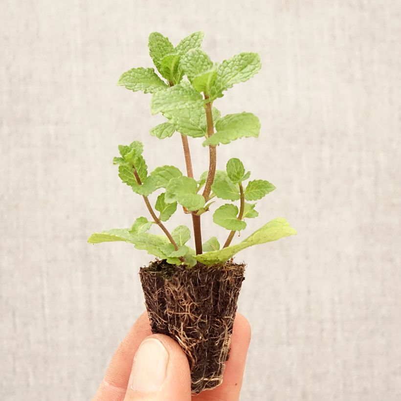 Amostra de Hortelã-verde-espanhola - Mentha spicata Spanish Mini-torrão Ø 1,5/2,5 cm tal como entregue na primavera