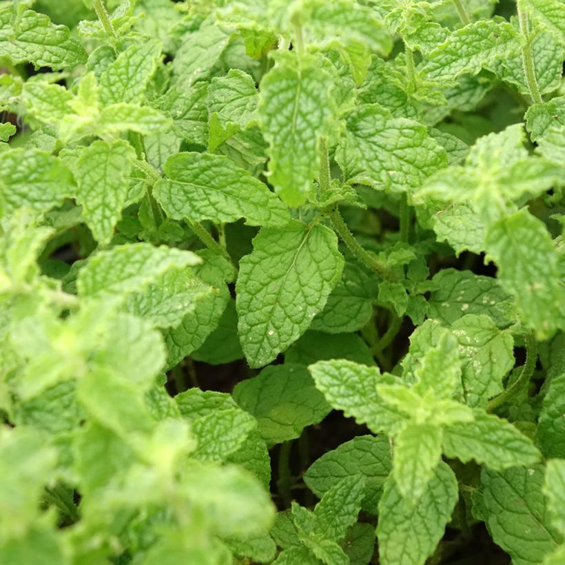 Hortelã-morango - Mentha spicata Strawberry (Folhagem)
