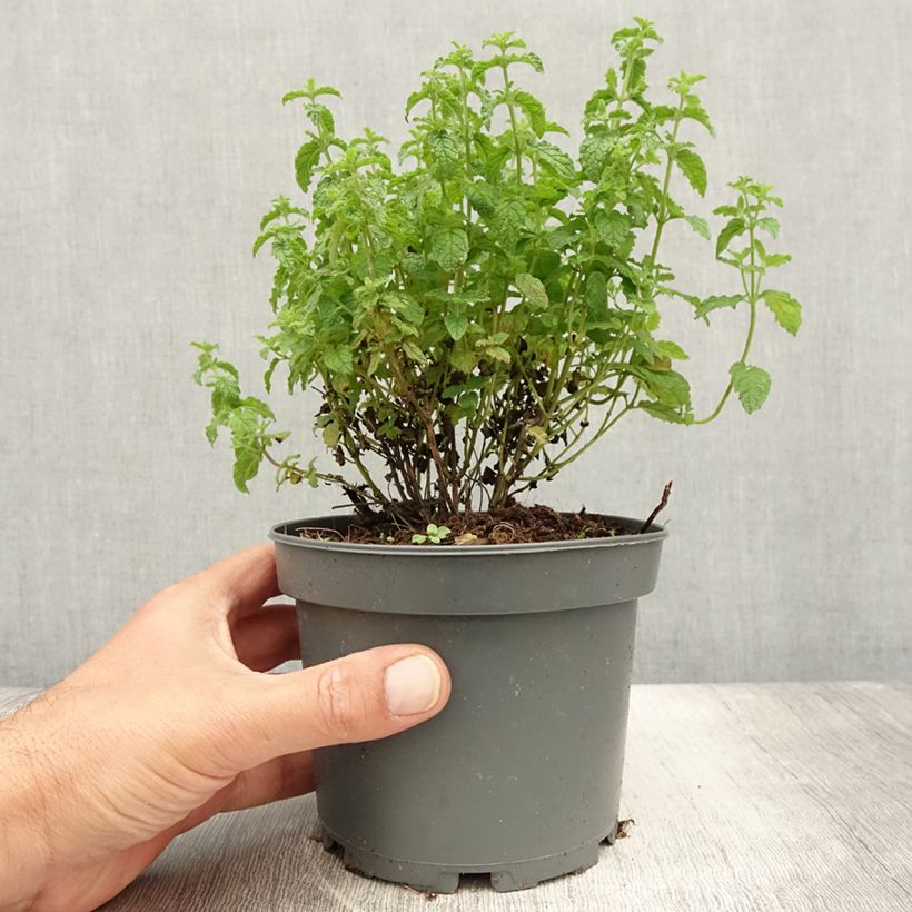 Amostra de Hortelã-morango - Mentha spicata Strawberry Vaso de 1,5 L/2 L tal como entregue no verão