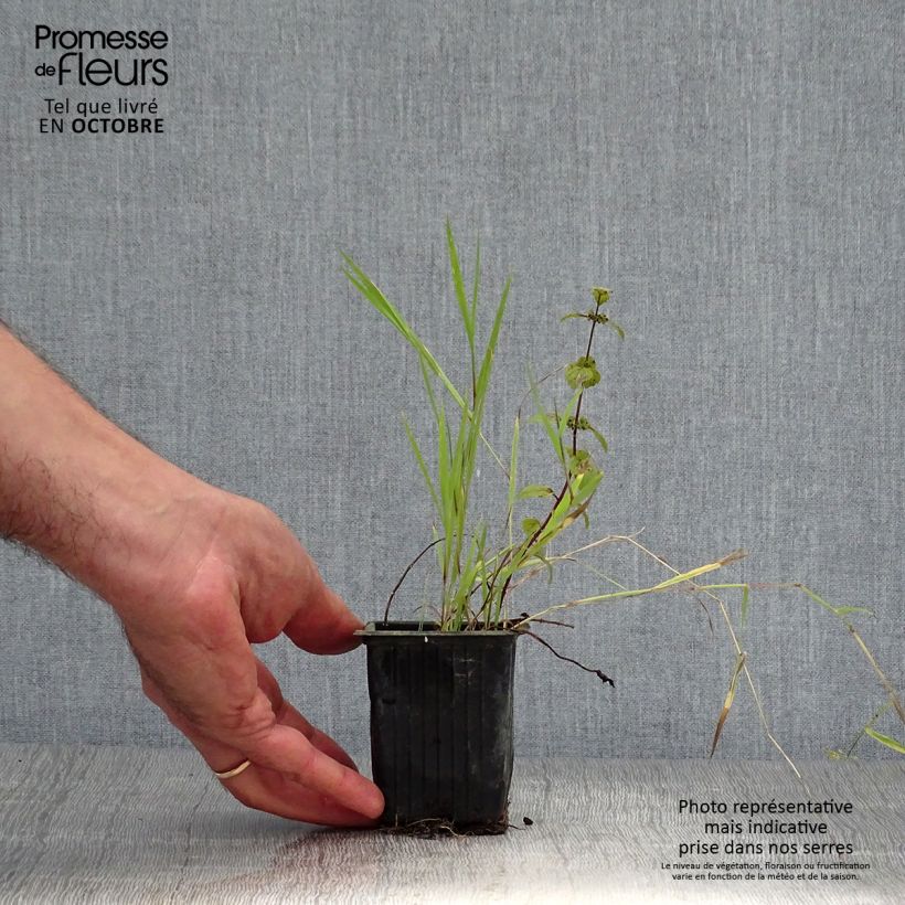 Amostra de Hortelã-pimenta Gengibre Bio - Mentha piperita Ginger Vaso de 7/8 cm tal como entregue no outono
