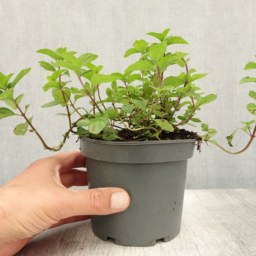 Amostra de Hortelã-pimenta Gengibre - Mentha piperita Ginger Vaso de 1,5 L/2 L tal como entregue no verão