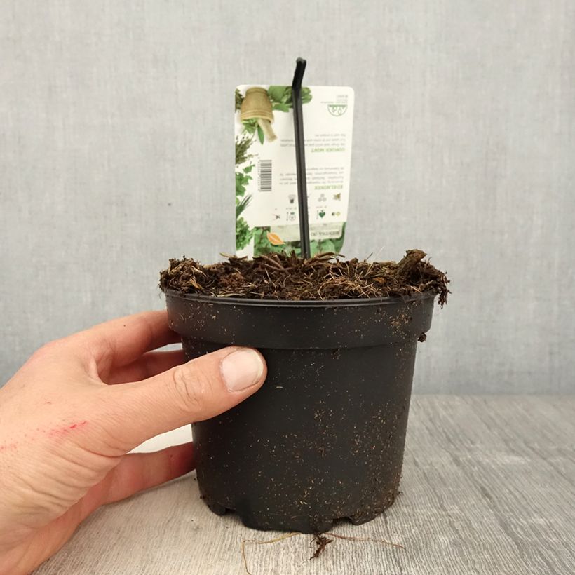 Amostra de Hortelã-pimenta Gengibre - Mentha piperita Ginger Vaso de 1,5 L/2 L tal como entregue na primavera