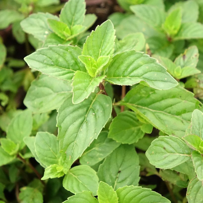 Hortelã-pimenta Gengibre - Mentha piperita Ginger (Folhagem)