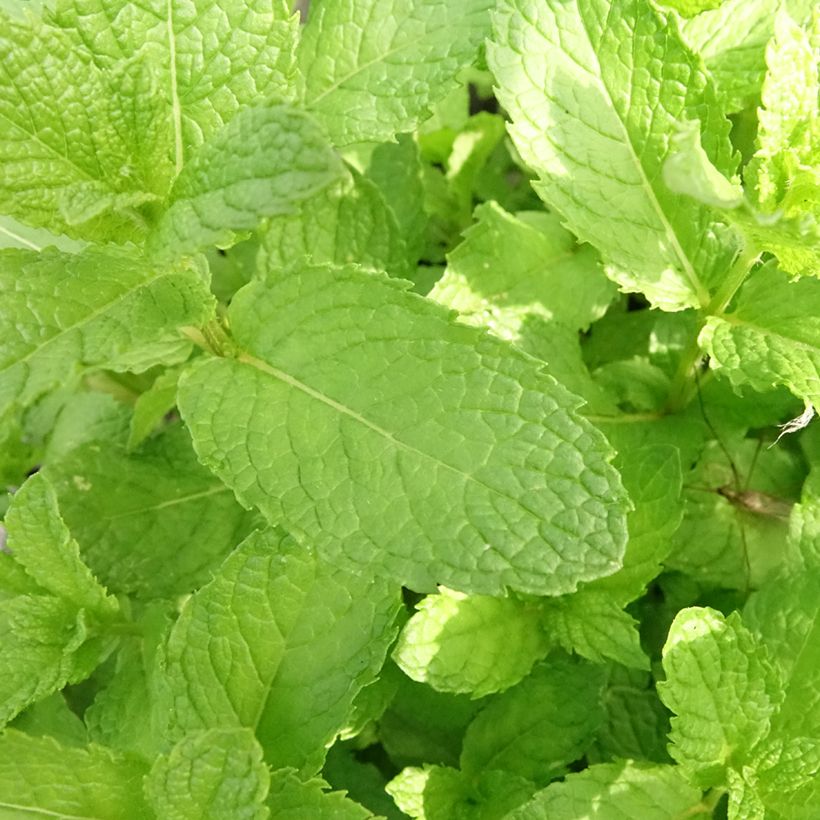 Hortelã-marroquina plantas jovens biológicas (Folhagem)