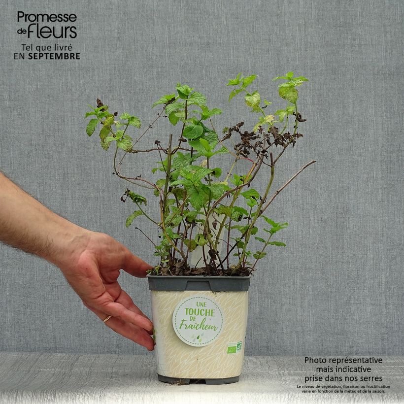 Amostra de Hortelã-marroquina plantas jovens biológicas Vaso de 1 L/1,5 L tal como entregue no outono
