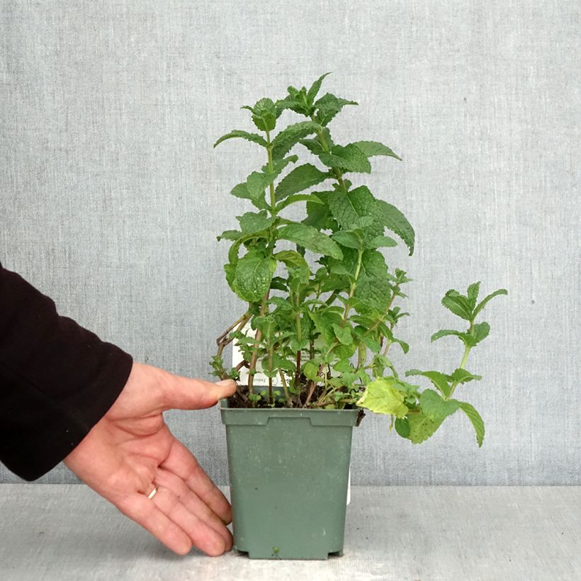 Amostra de Hortelã-marroquina - Mentha spicata Nannah Vaso de 1 L/1,5 L tal como entregue na primavera