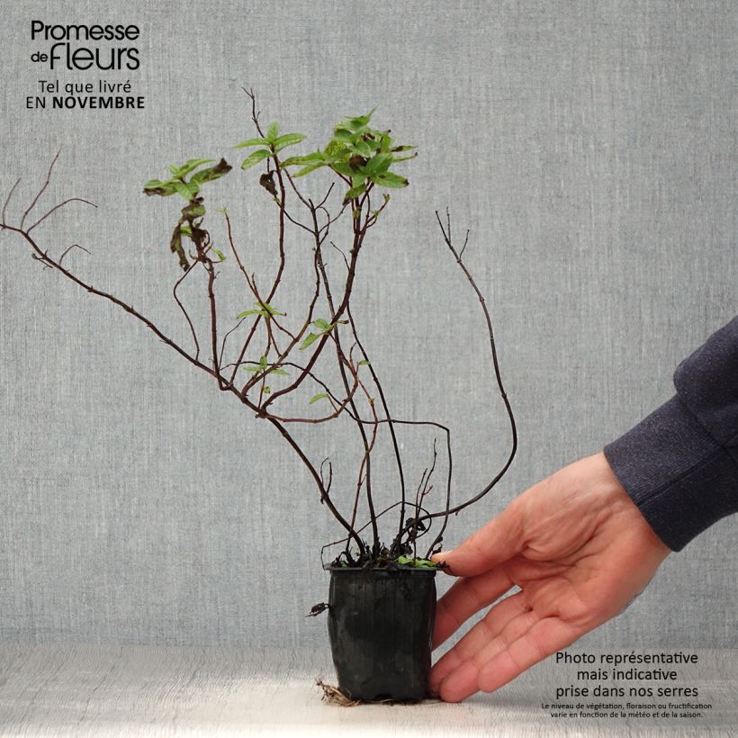Amostra de Hortelã-verde Wintergreen Bio - Mentha spicata Vaso de 8/9 cm tal como entregue no outono