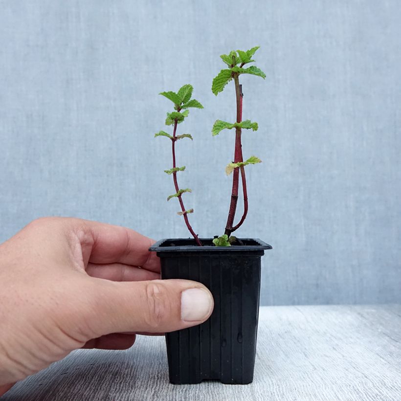 Amostra de Hortelã-verde Wintergreen Bio - Mentha spicata Vaso de 8/9 cm tal como entregue no verão