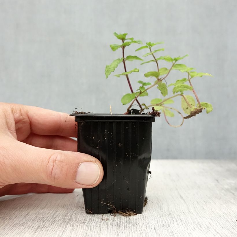 Amostra de Hortelã Mojito Bio Vaso de 7/8 cm tal como entregue no outono