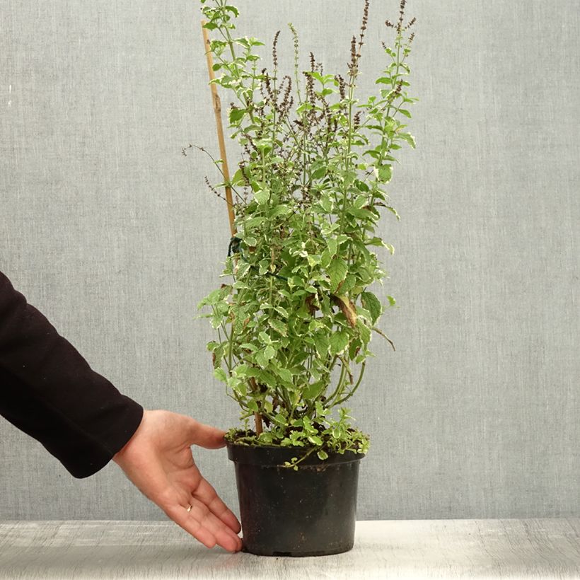 Amostra de Hortelã-brava-variegada - Mentha suaveolens Variegata Vaso de 2 L/3 L tal como entregue no outono
