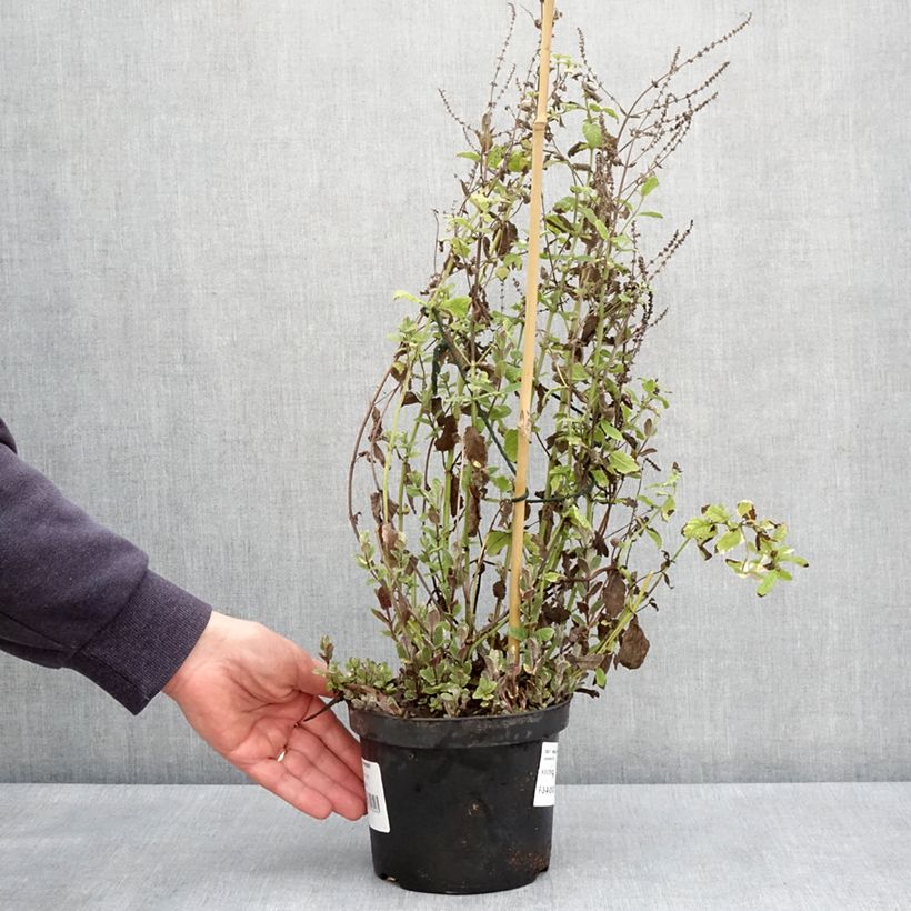 Amostra de Hortelã-brava-variegada - Mentha suaveolens Variegata Vaso de 2 L/3 L tal como entregue na primavera