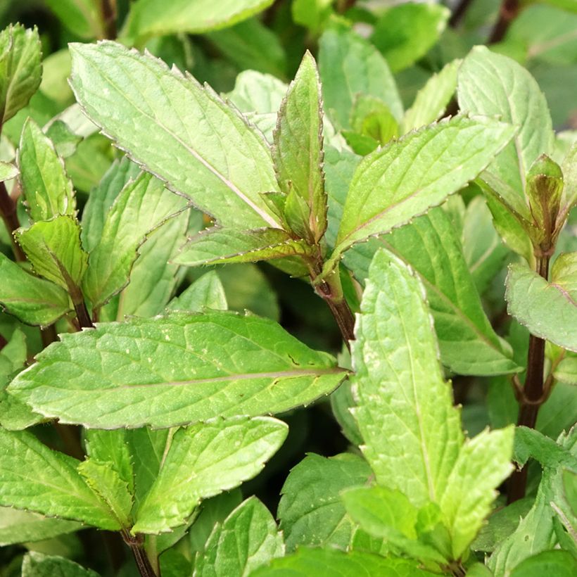 Hortelã-pimenta - Mentha piperata plantas jovens biológicas (Folhagem)