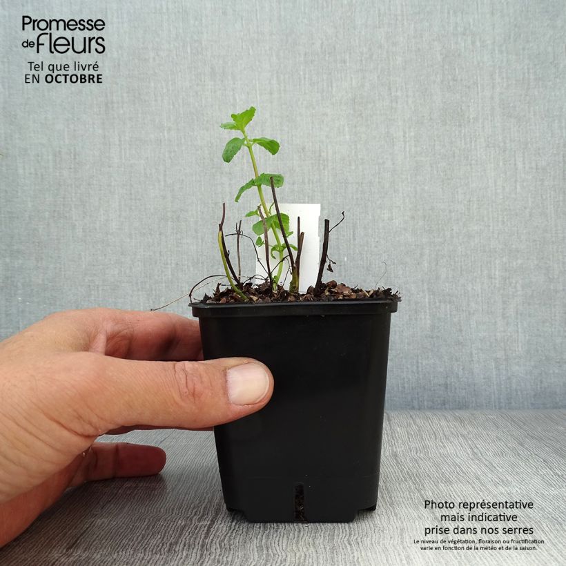 Amostra de Hortelã-pimenta - Mentha piperita Vaso de 8/9 cm tal como entregue no outono