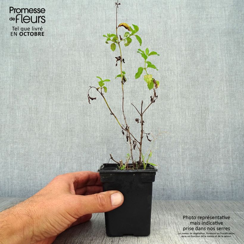 Amostra de Hortelã-pimenta Reglisse Bio - Mentha x piperita Réglisse Vaso de 7/8 cm tal como entregue no outono