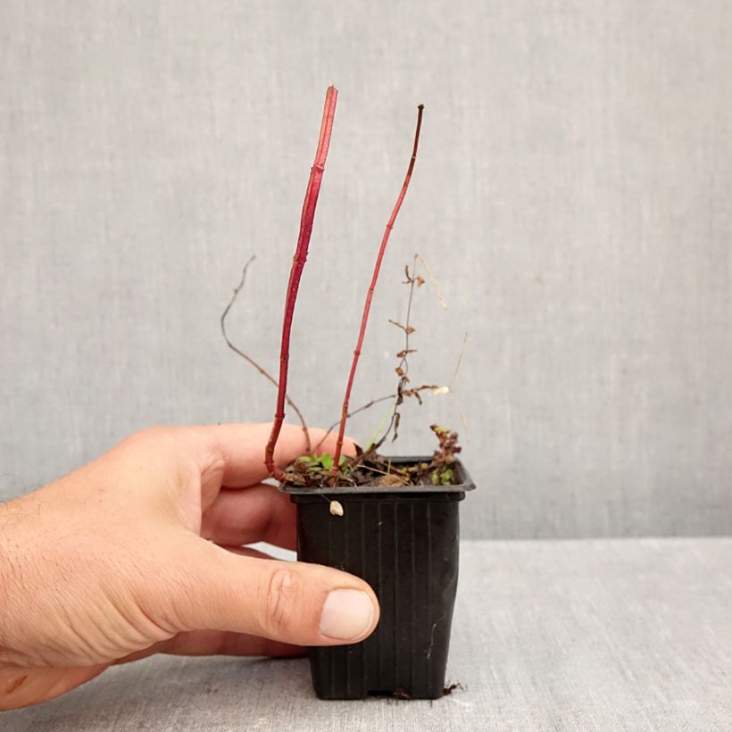 Amostra de Hortelã-pimenta Romana Rossa Bio Vaso de 8/9 cm tal como entregue no outono