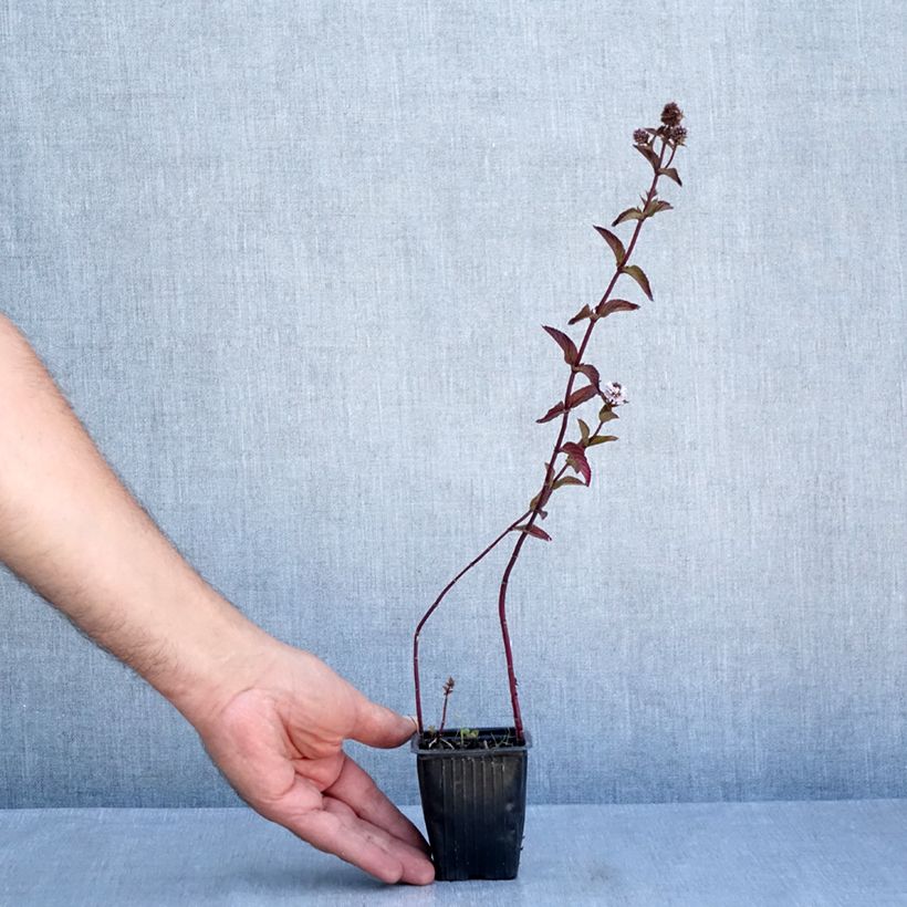 Amostra de Hortelã-pimenta Romana Rossa Bio Vaso de 8/9 cm tal como entregue no verão