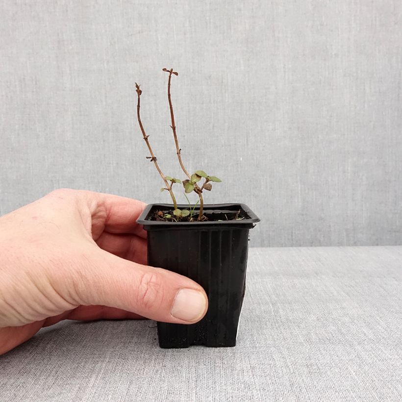 Amostra de Menthe Romana Rossa BIO - Mentha piperita Vaso de 8/9 cm tal como entregue no inverno