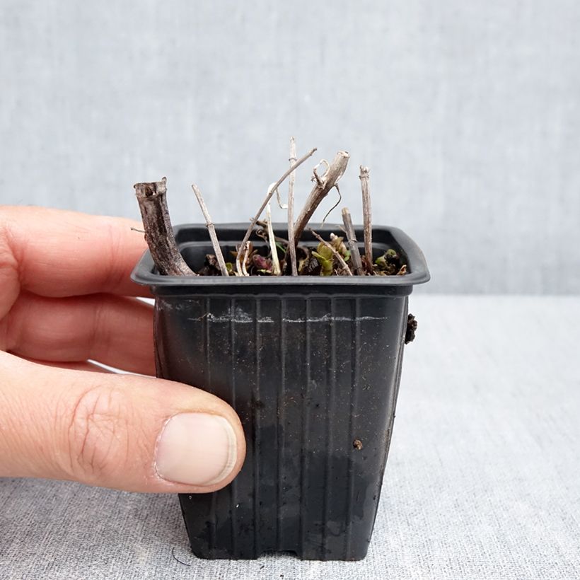 Amostra de Hortelã-pimenta Romana Rossa Bio Vaso de 8/9 cm tal como entregue na primavera