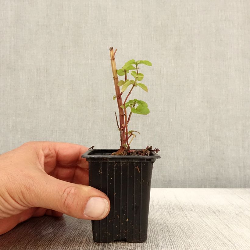 Amostra de Hortelã-pimenta Bio Vaso de 8/9 cm tal como entregue no outono
