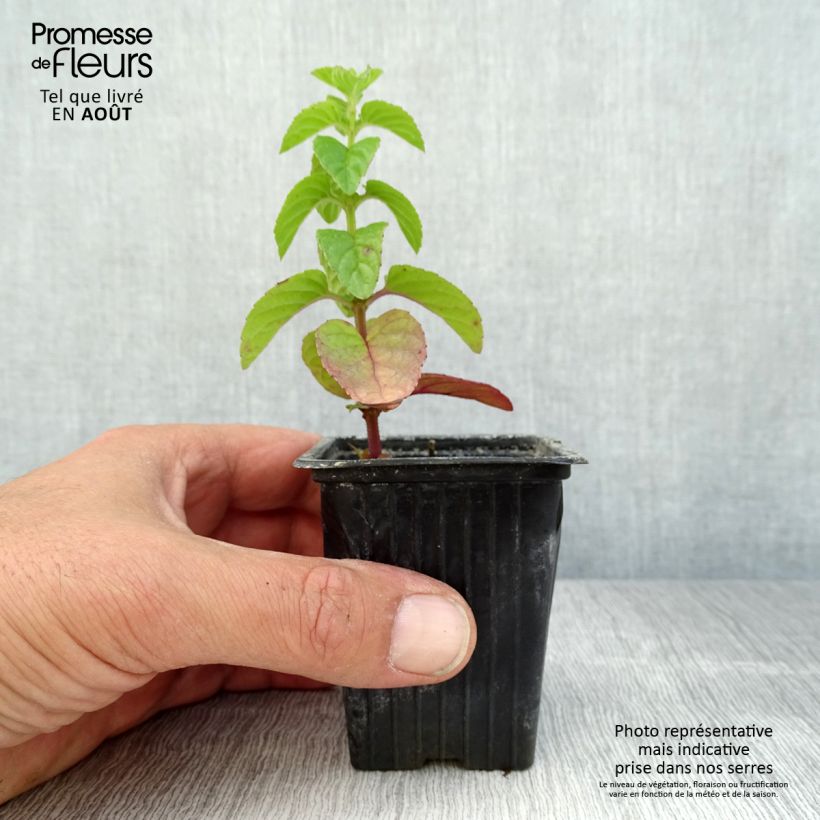 Amostra de Hortelã-pimenta Bio Vaso de 8/9 cm tal como entregue no verão