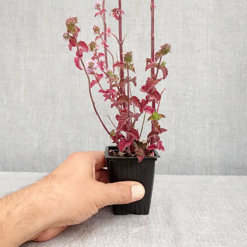 Amostra de Hortelã-doce Bio Vaso de 8/9 cm tal como entregue no outono