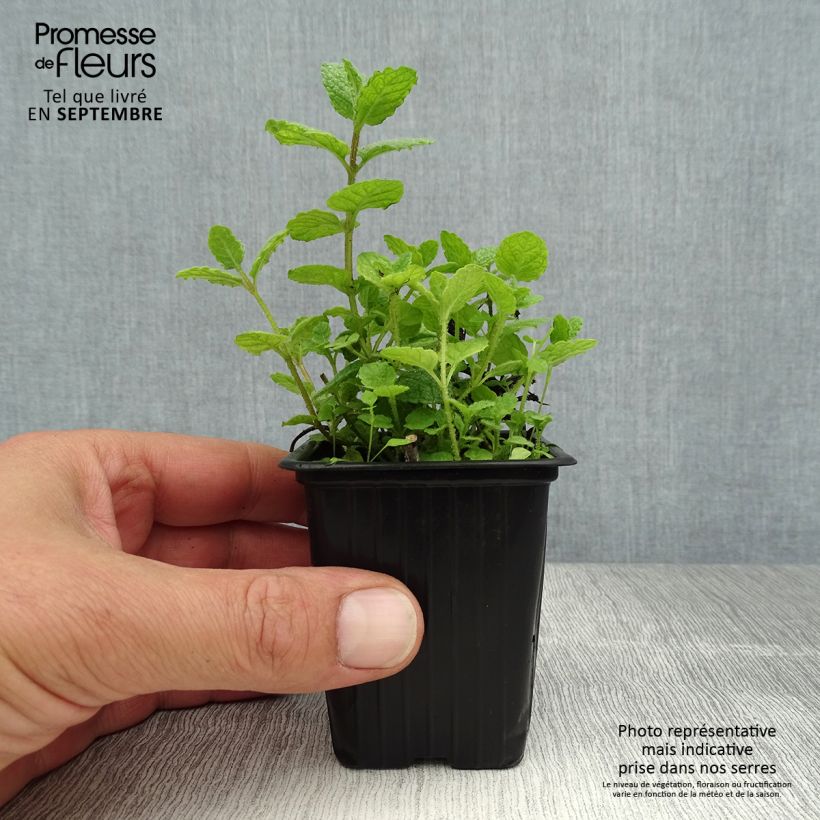 Amostra de Hortelã-doce Bio Vaso de 8/9 cm tal como entregue no verão