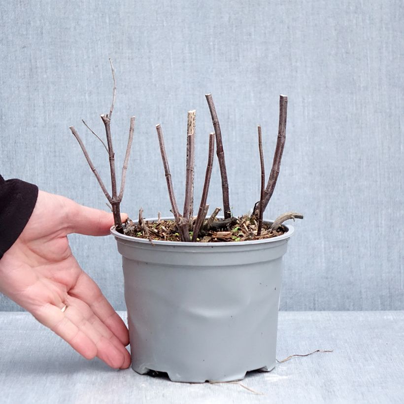 Amostra de Menthe suave BIO - Mentha suaveolens Vaso de 2 L/3 L tal como entregue no inverno