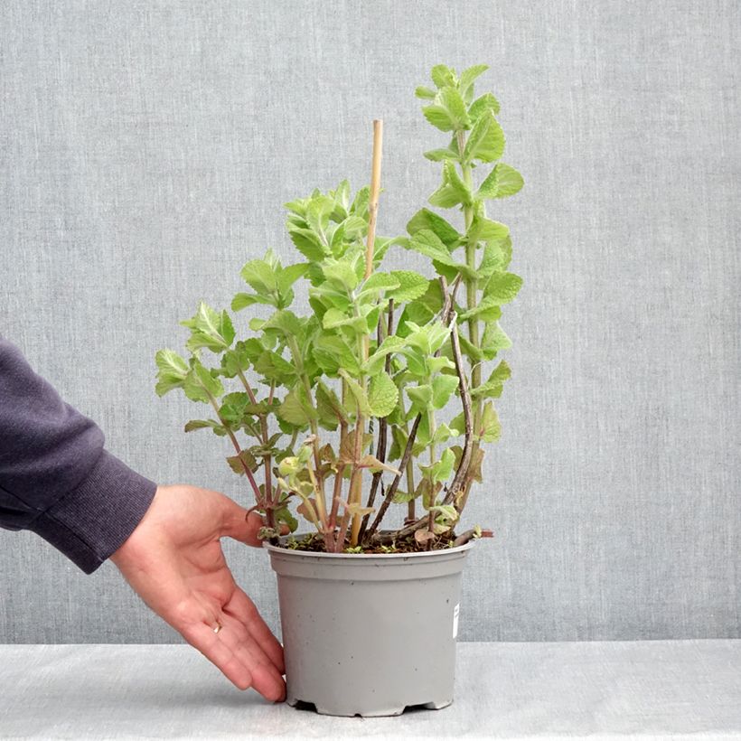 Amostra de Hortelã-doce Bio Vaso de 2 L/3 L tal como entregue na primavera