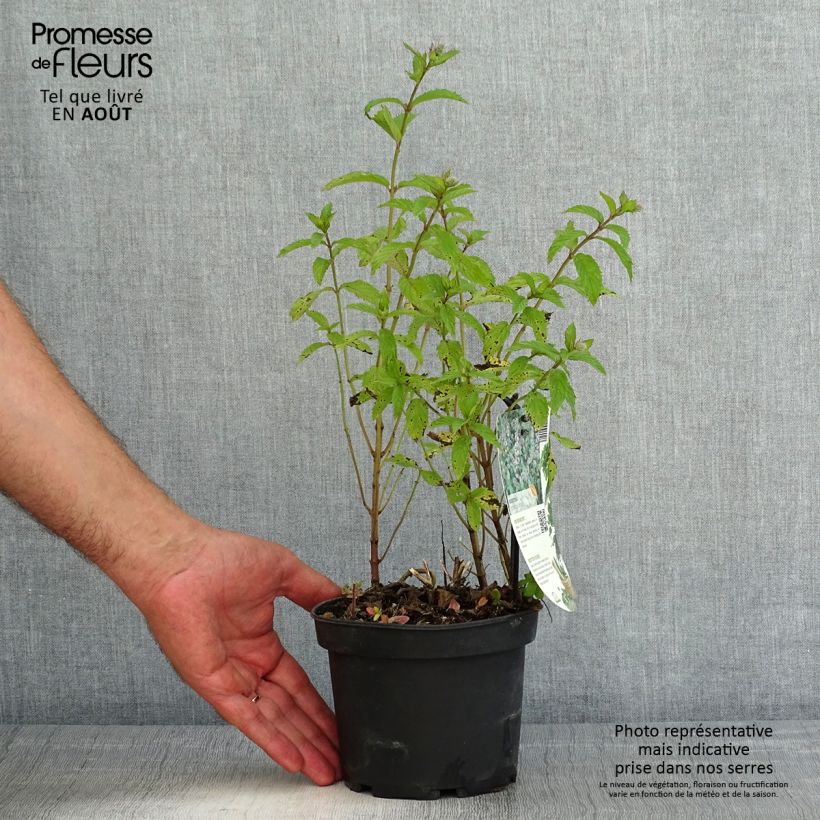 Amostra de Hortelã-pimenta suíça - Mentha x piperita Swiss Vaso de 1,5 L/2 L tal como entregue no verão