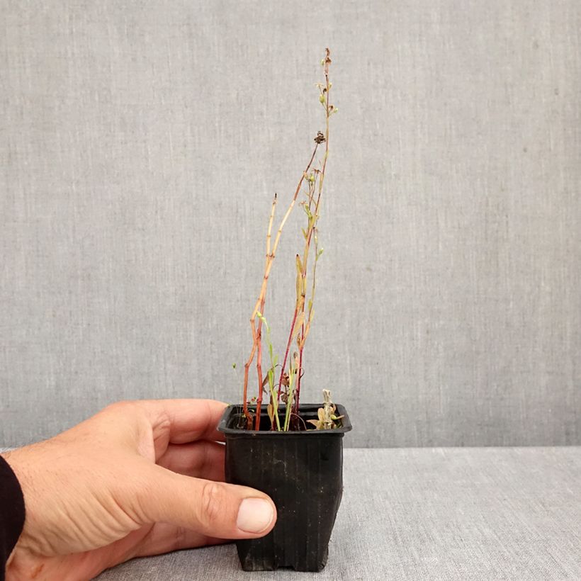 Amostra de Hortelã-suriso Bio Vaso de 8/9 cm tal como entregue no outono