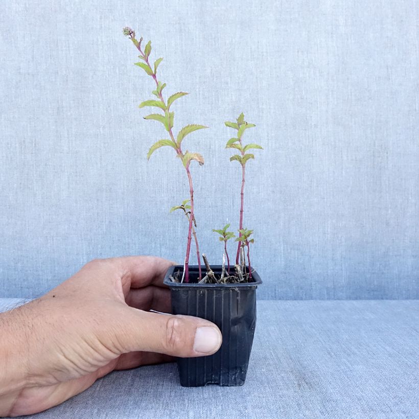 Amostra de Hortelã-suriso Bio Vaso de 8/9 cm tal como entregue no verão