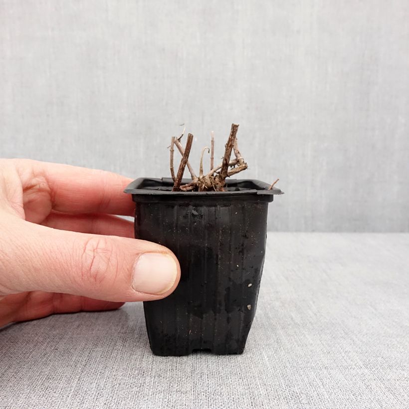 Amostra de Menthe suriso BIO Godet de 8/9 cm tal como entregue no inverno