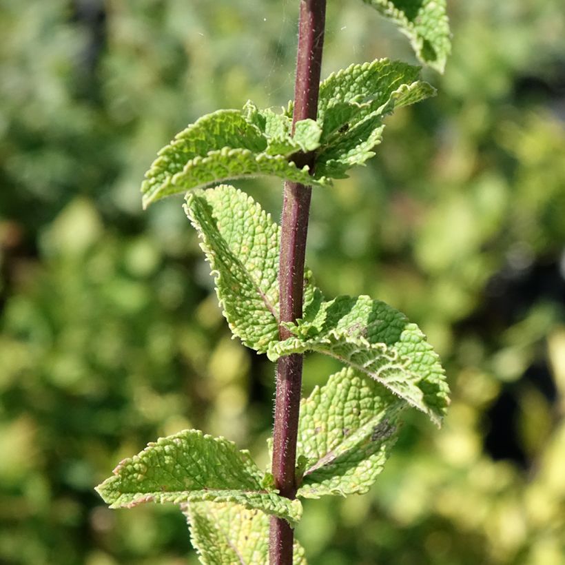 Hortelã-verde-de-Tashkent Bio (Folhagem)