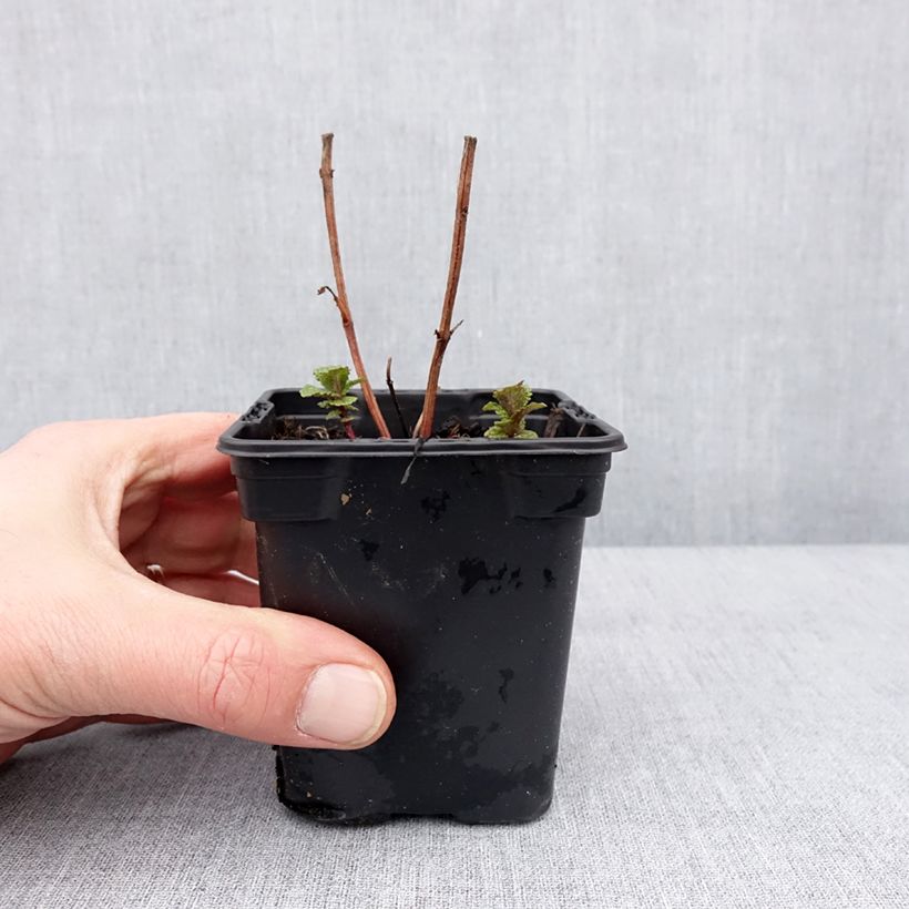 Amostra de Menthe Tashkent - Mentha spicata BIO Vaso de 8/9 cm tal como entregue no inverno