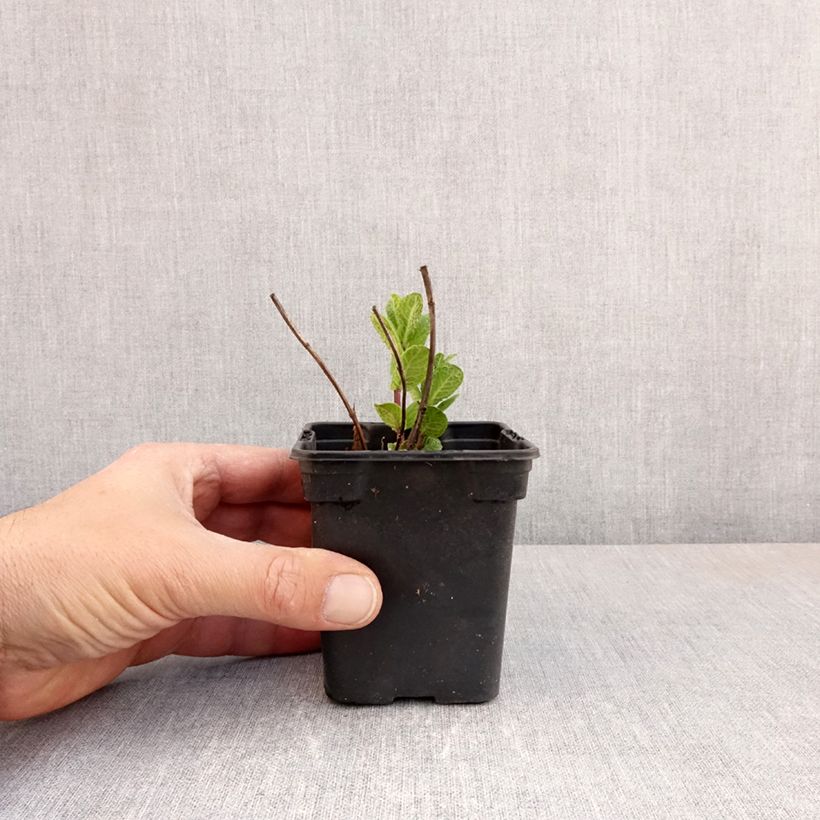 Amostra de Hortelã-verde-de-Tashkent Bio Vaso de 8/9 cm tal como entregue na primavera