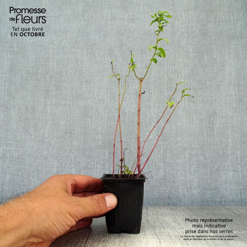 Amostra de Hortelã Tunisienne Bio - Mentha Vaso de 8/9 cm tal como entregue no outono
