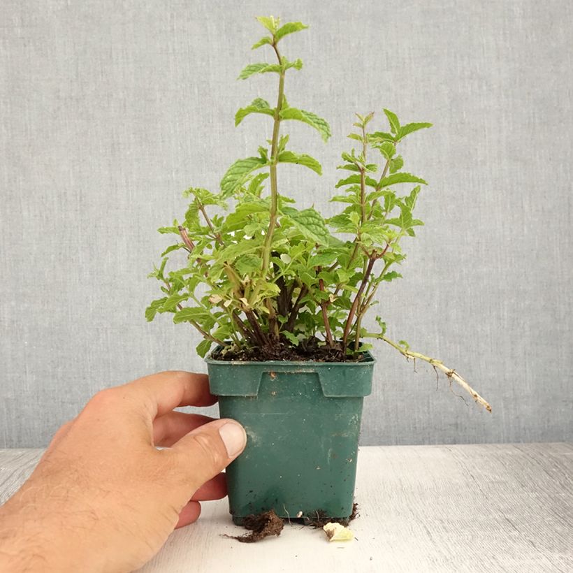 Amostra de Hortelã-verde Hollywood Vaso de 10 cm/11 cm tal como entregue no verão