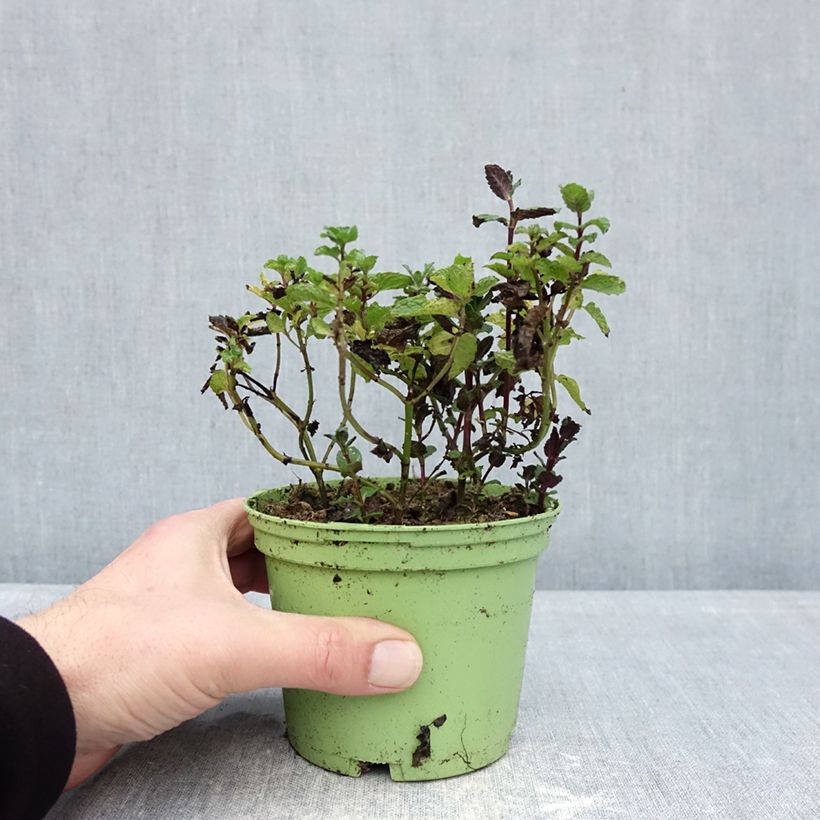 Amostra de Hortelã verde - Mentha spicata Bio plantas jovens Vaso de 10 cm/11 cm tal como entregue no inverno