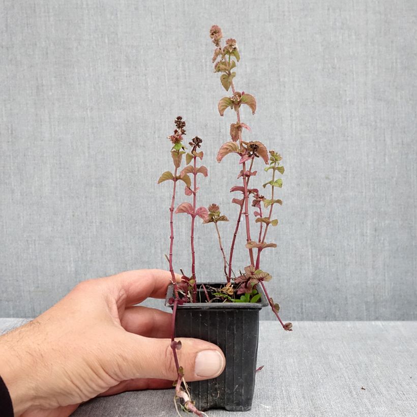 Amostra de Hortelã-verde Bio - Mentha x smithiana rubra Vaso de 8/9 cm tal como entregue no outono