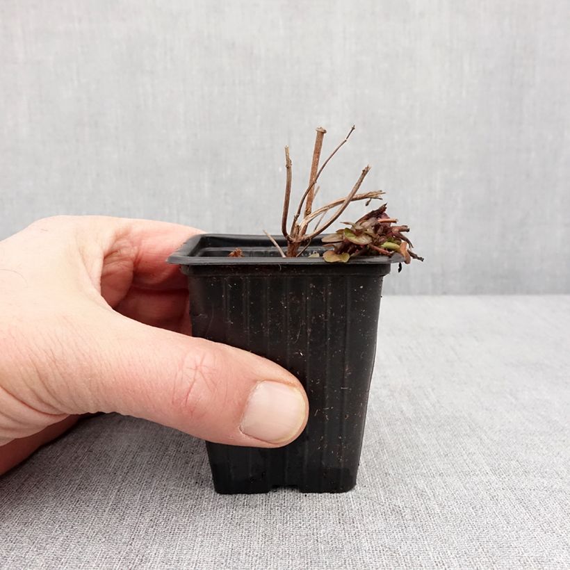 Amostra de Menthe x  smithiana rubra BIO Vaso de 8/9 cm tal como entregue no inverno