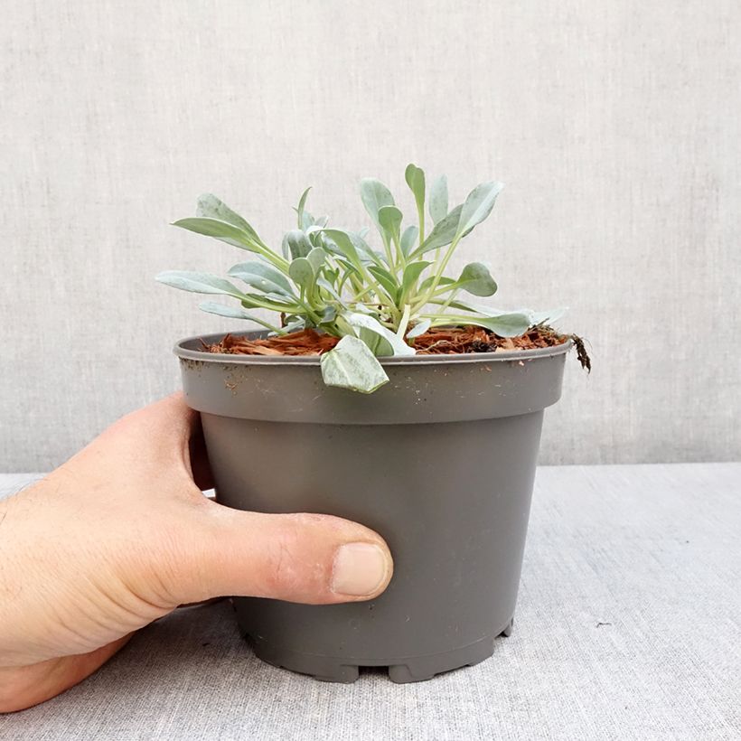 Amostra de Mertensia maritima - Huître végétale   Vaso de 1 L/1,5 L tal como entregue na primavera