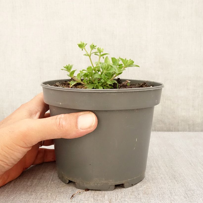 Amostra de Mertensia maritima Vaso de 1 L/1,5 L tal como entregue no verão