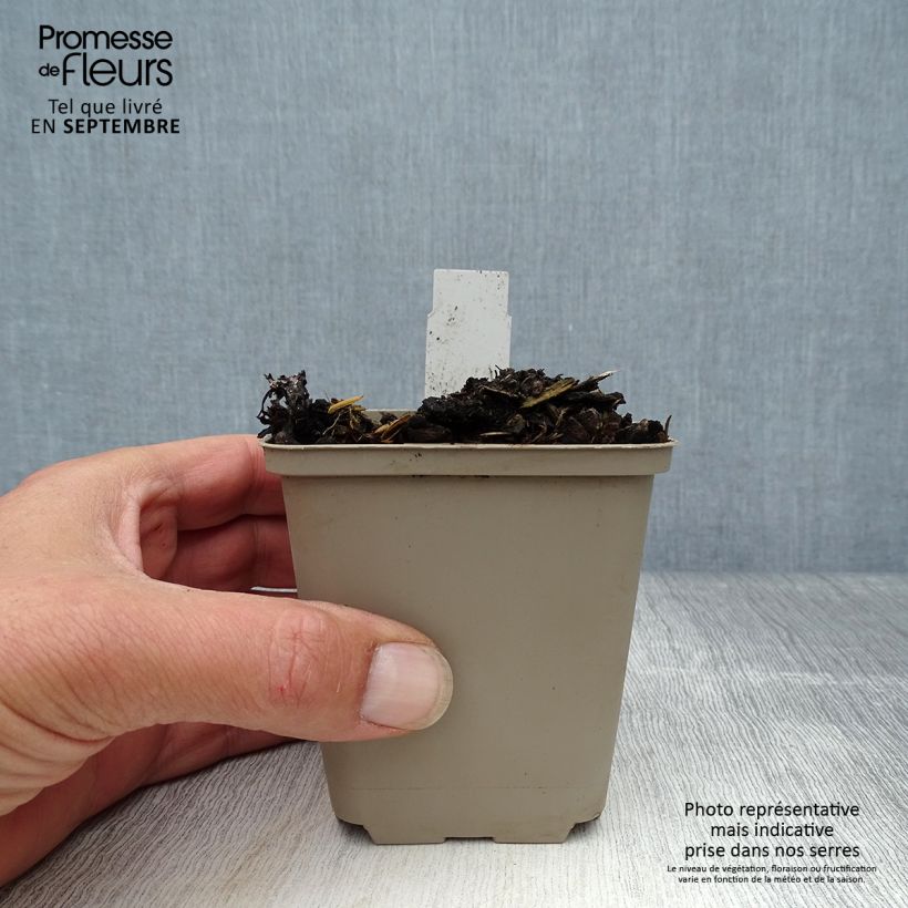 Amostra de Mertensia virginica Vaso de 8/9 cm tal como entregue no outono