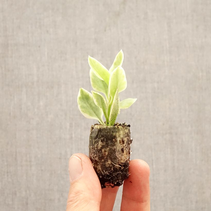 Amostra de Mesembryanthemum cordifolium Mezoo Trailing Red Mini-torrão Ø 3/4 cm tal como entregue na primavera