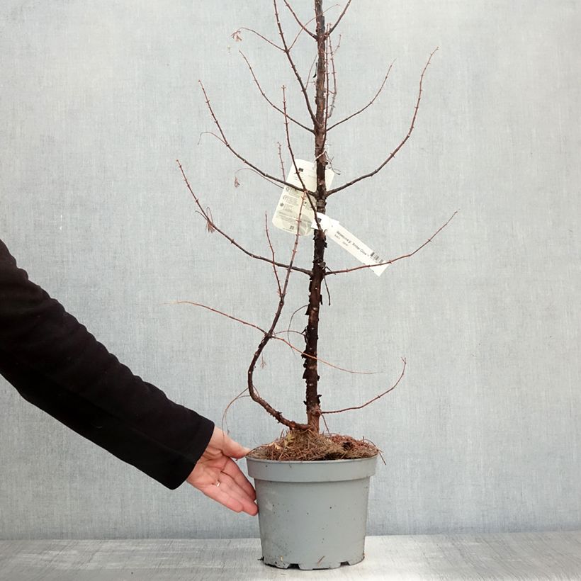 Amostra de Metasequoia glyptostroboides Amber Glow Pot de 2L/3L tal como entregue no outono