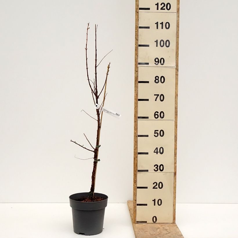 Amostra de Metasequoia glyptostroboides Amber Glow Vaso de 4 L/5 L tal como entregue na primavera