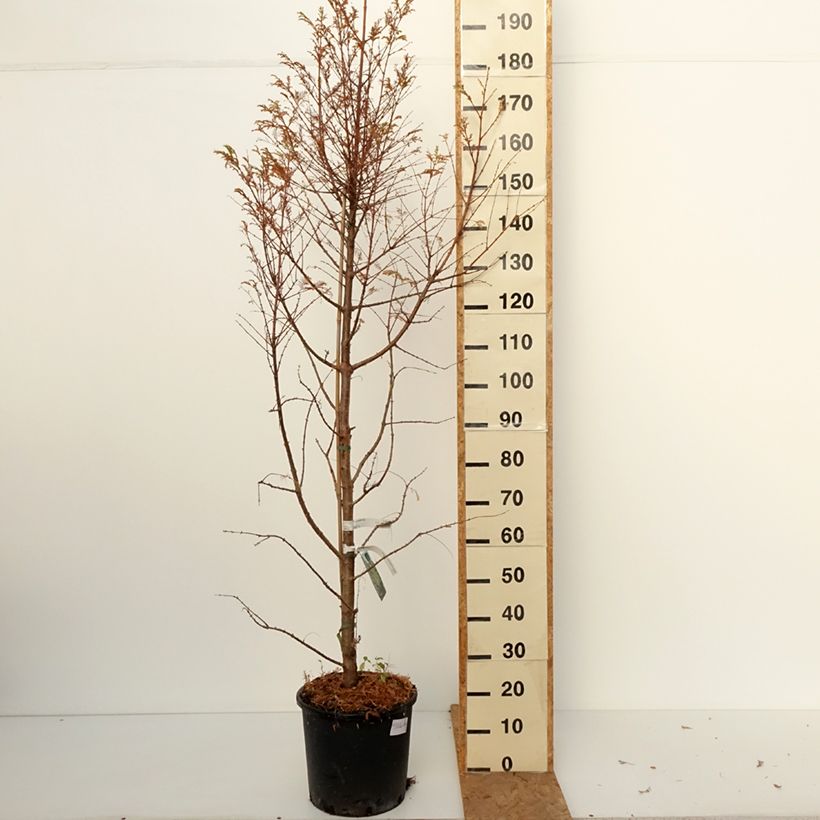 Amostra de Metasequoia glyptostroboides Chubby Vaso de 12 L/15 L tal como entregue no outono