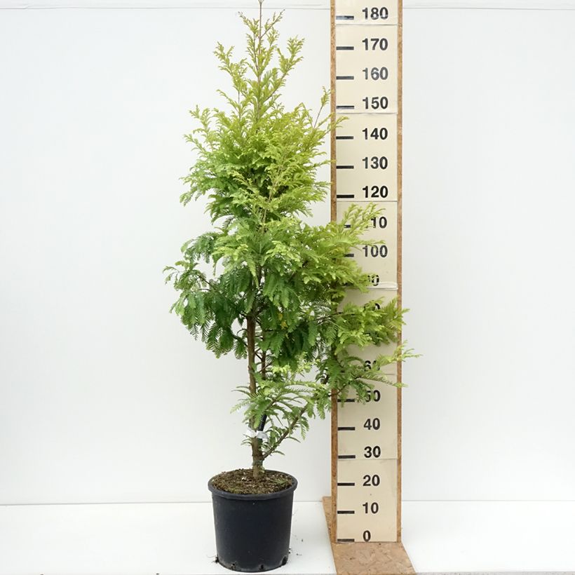 Amostra de Metasequoia glyptostroboides Chubby Vaso de 12 L/15 L tal como entregue no verão