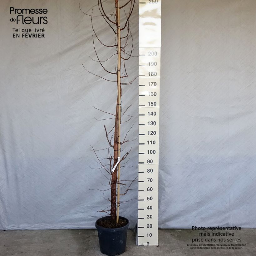 Amostra de Metasequoia glyptostroboides Vaso de 18 L/20 L tal como entregue no inverno
